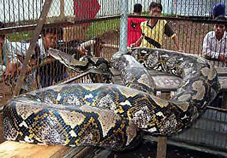 世界一大きい蛇　アミメニシキヘビ